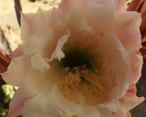 Buonconvento  2015 050